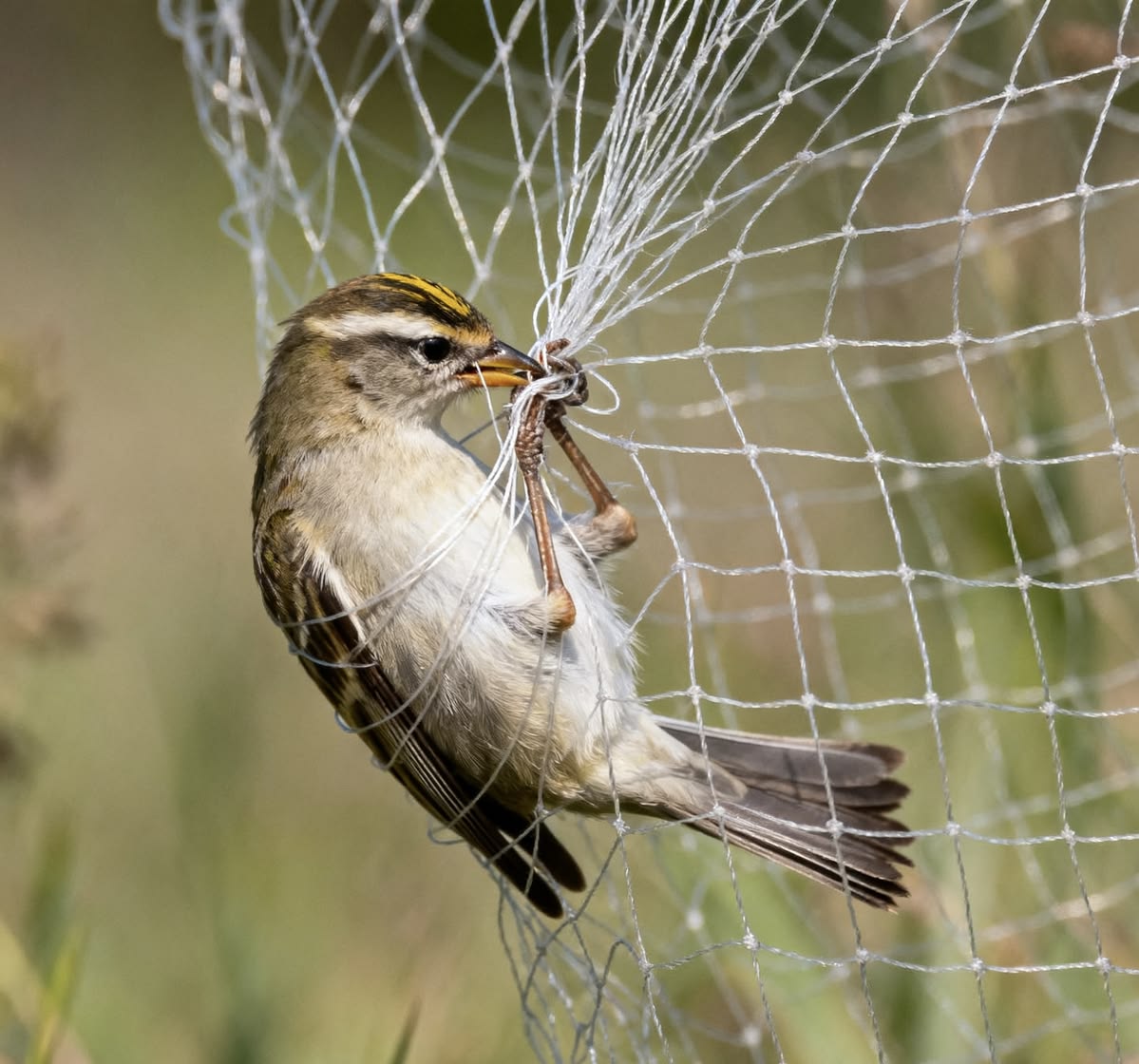 Bird Nets